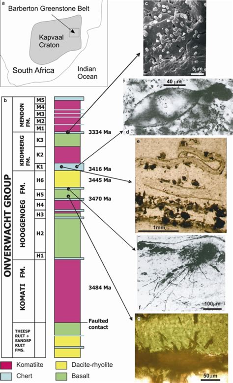 Putative biogenic structures from the Barberton greenstone belt (BGB ...