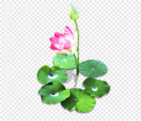 Lily Flower Sacred Lotus Pygmy Waterlily Drawing Nymphaea Lotus