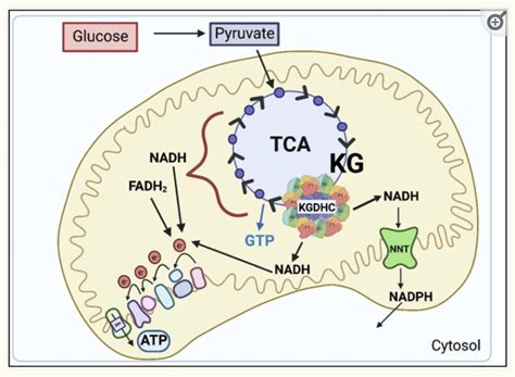 Alpha Ketoglutarate A Key To Healthspan And Fighting Age Related Diseases