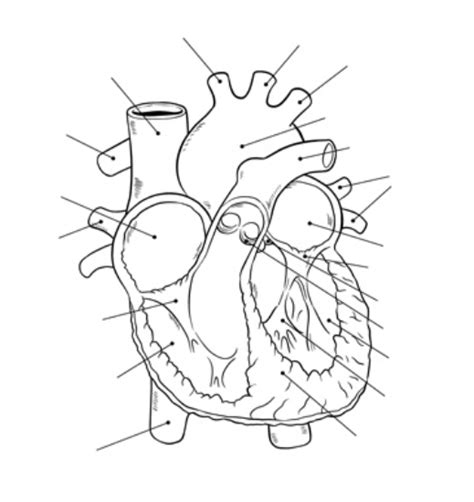 Cardiovascular System Diagram Quizlet