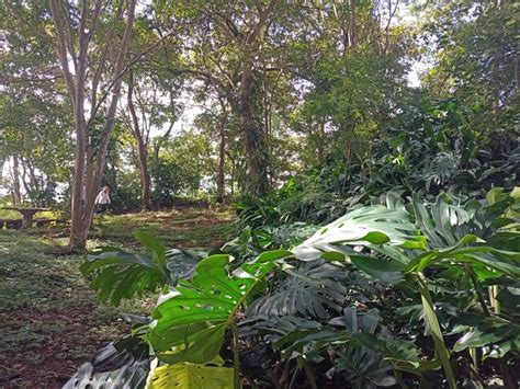 Venta Finca Vista A Las Monta As El Rodeo Ciudad Colon San Jose Costa