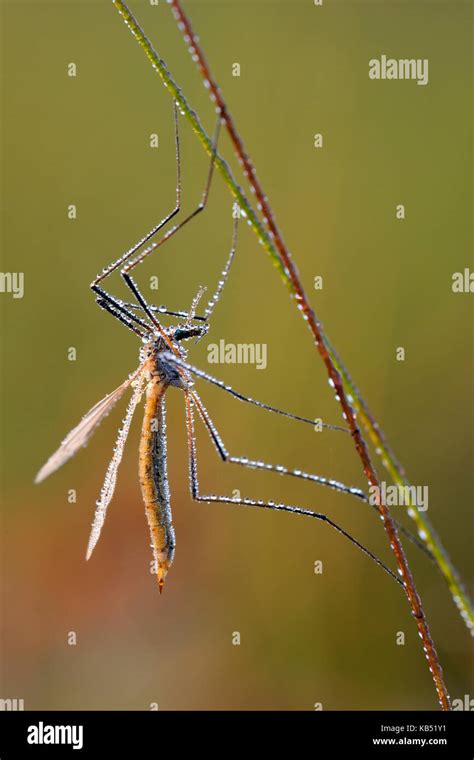 Crane Fly Tipula Sp Epe Gelderland The Netherlands Stock Photo Alamy