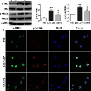 GSK872 Inhibited LPS Induced RIP3 Mediated Necroptosis In THP 1 Cells