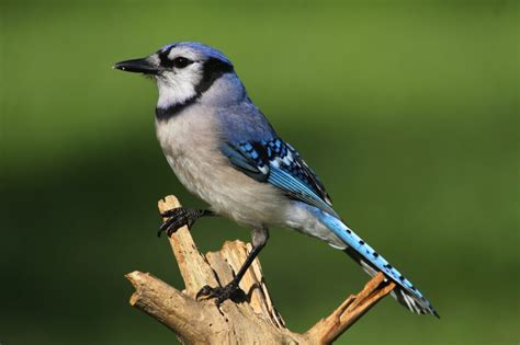 Birds That Look Like Blue Jays The Ultimate Bird Guide