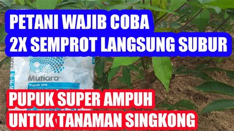 Cara Mudah Tanam Singkong Agar Cepat Subur Dan Berbuah Banyak Dengan