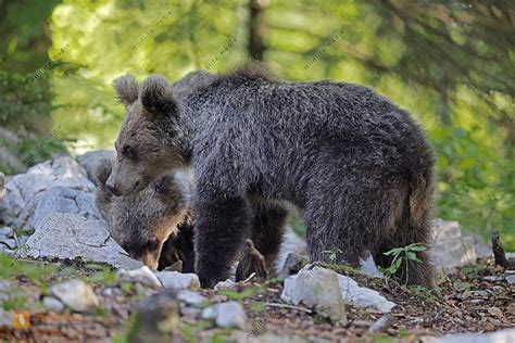 Europ Ischer Braunb R Jungtier Bild Bestellen Naturbilder Bei