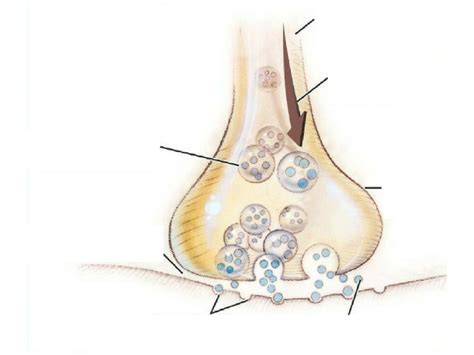 Diagram Of Chapter 2 How Neurons Communicate Diagram Quizlet