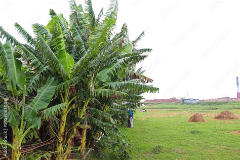 banana tree stock on farm Stock Photo | Adobe Stock