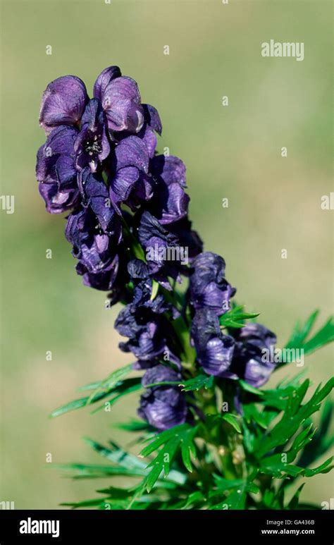 Aconitum Napellus Tauricum Hi Res Stock Photography And Images Alamy