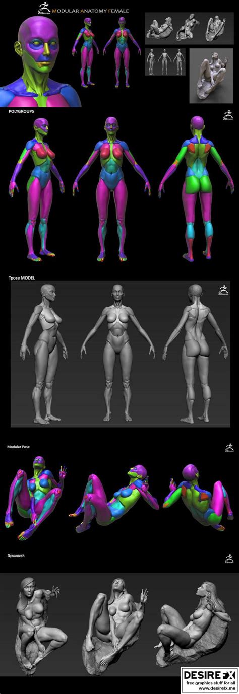 Desire Fx D Models Female Modular Anatomy