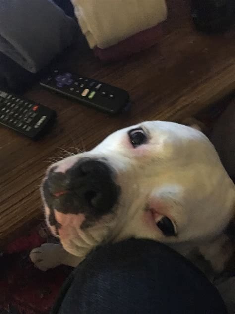 Give this dog anything she wants. : r/aww