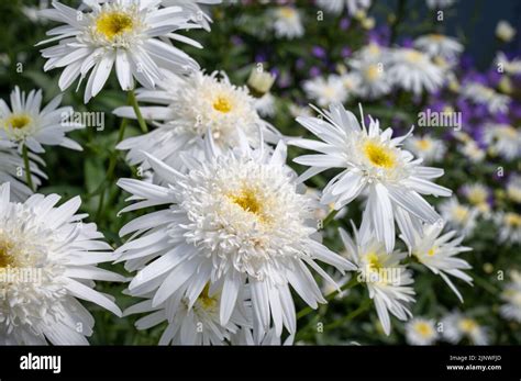 Leucanthemum X Superbum Wirral Supreme Is Shasta Daisy On Of The