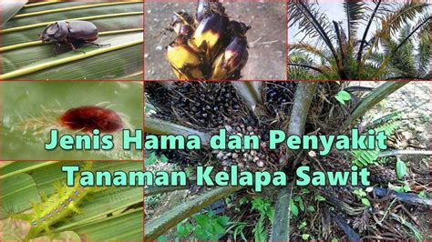 Jenis Hama Dan Penyakit Tanaman Kelapa Sawit Dan Cara Mengatasinya