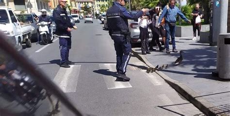 Varazze La Municipale Ferma Il Traffico Per Far Attraversare Un