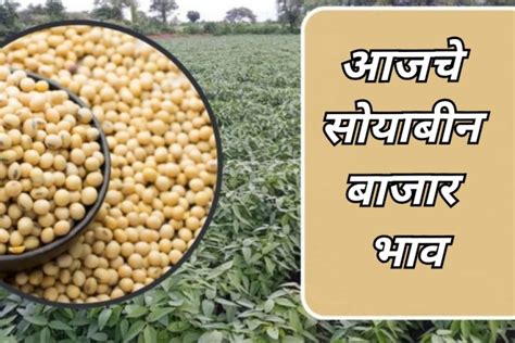 Todays Soybean Market Price आजचे सोयाबीन बाजार भाव राज्यातील प्रमुख बाजार समितीतील बाजारभाव