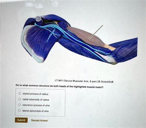 Solved Texts Lt M11 Deluxe Muscular Arm 6 Part 3b Scientific On