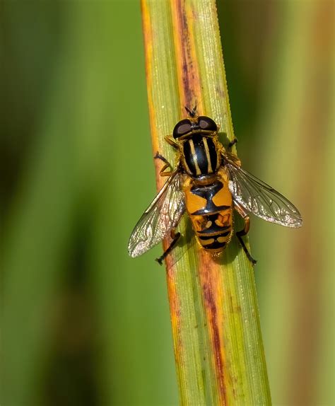 Gewone Pendelvlieg Helophilus Pendulus Woldlakebos Greet Oudesluijs