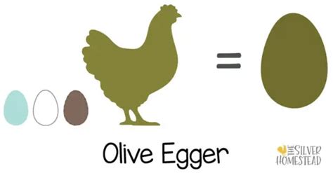 How To Sex And Select Olive Egger Chicks Silver Homestead