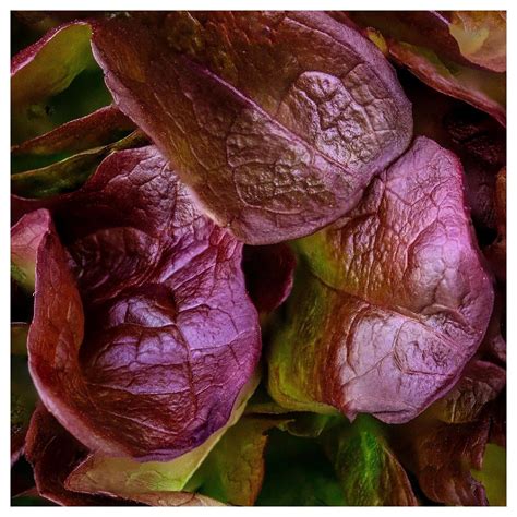 Everwilde Farms 1 Oz Organic Rouge De Hiver Romaine Lettuce Seeds Gold Vault Bulk Seed