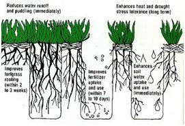 Core Aeration | Evergreen Lawns