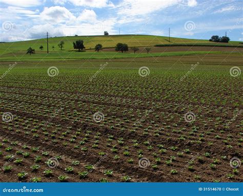 arable land stock photo image  vegetables agriculture