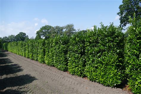 Kirschlorbeer Herbergii Prunus Lauroc Herbergii 250 300 Cm Im