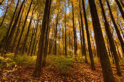 Fall Colors in Shenandoah National Park - Etsy