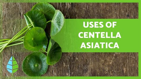 GOTU KOLA Properties And Benefits Of CENTELLA ASIATICA YouTube