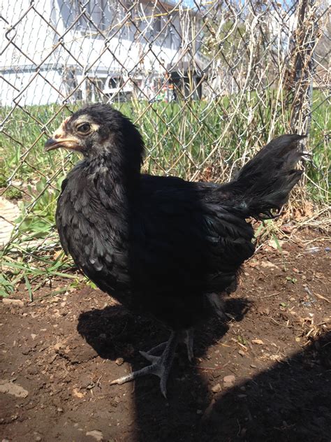 Lavender Orpington Black Australorp Cross Backyard Chickens Learn