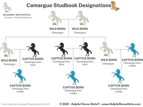 Camargue Horse Breed Profile: History, Characteristics, and Care - Helpful Horse Hints