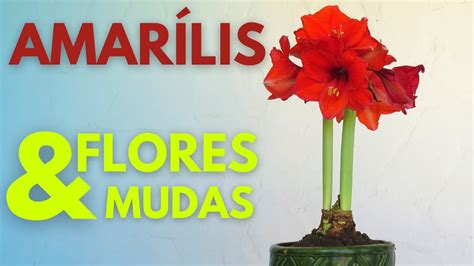 AMARÍLIS como plantar cuidar regar fazer florir e dar muitos bulbos