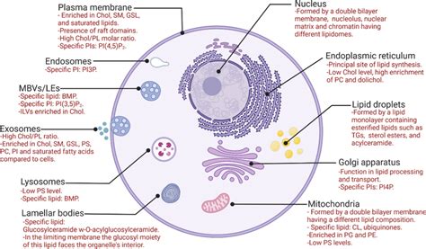 Main lipid-related characteristics of cellular compartments in ...