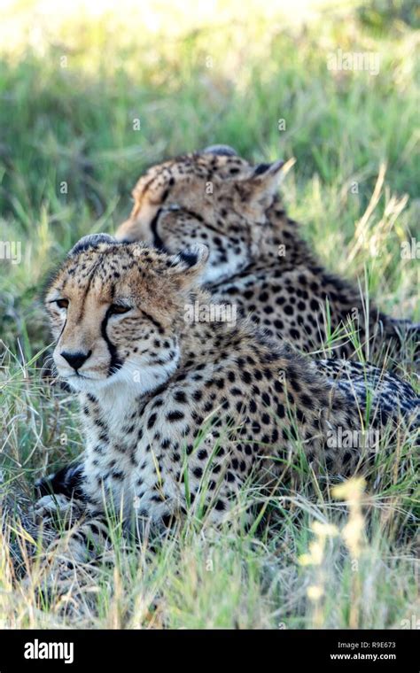 Southeast African cheetah cubs (Acinonyx jubatus) in Botswana, Africa ...