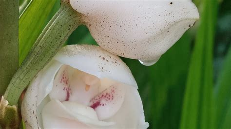 Reproduccion Flor Del Espiritu Santo Peristeria Elata Las Plantas De