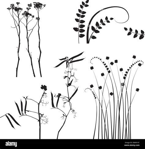 Planta De Cardo Im Genes Vectoriales De Stock Alamy