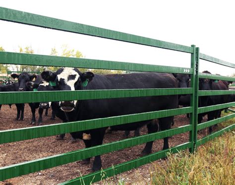 Arrowquip Cattle Panels