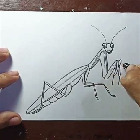 Como Desenhar Um Louva-a-deus - Como desenhar um louva-a-deus - YouTube