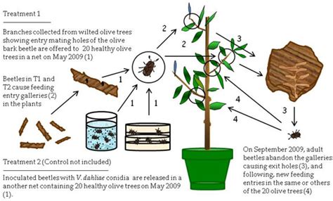 Pathogens Special Issue Soil Borne Plant Pathogenic Fungi