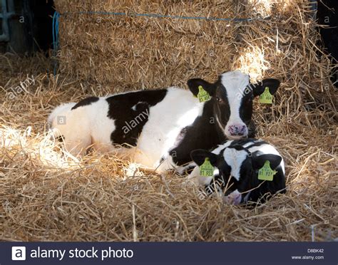 Holstein Calf Cattle Cow Stock Photos & Holstein Calf Cattle Cow Stock Images - Alamy