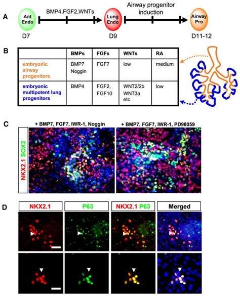 Generation Of Multipotent Lung And Airway Progenitors From Mouse Escs