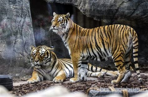 Türkiyenin Ilk Aslan Parkı Ziyaretçilerini Bekliyor Foto Galerisi