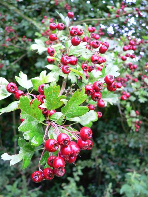 Norfolk Wildlife Trust Norfolk In 100 Species Number 8 Hawthorn