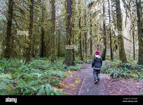 Hoh Rain Forest Olympic National Park Washington Usa Woman Walking