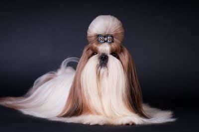 The Responsibility Of Judging Shih Tzu A Top Knotted And Drop Coated