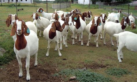 Starting Goat Farming Business In Zimbabwe And The Business Plan