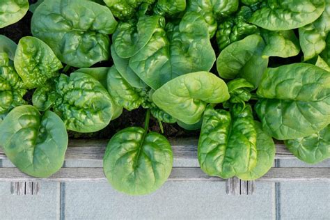 Best Types Of Spinach To Grow In Your Garden Plantura