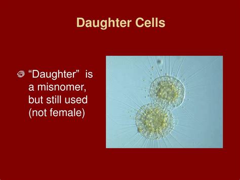 Ppt Plate 15 Bacterial Reproduction Powerpoint Presentation Free Download Id 2912066