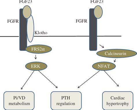 Figure 4 From The FGF23 Klotho Axis In The Regulation Of Mineral And