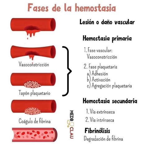 Enrique Castañon Medicina on Instagram FASES DE LA HEMOSTASIA