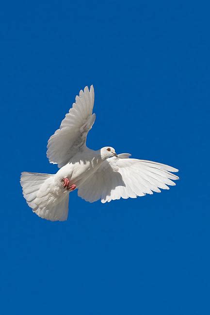 White Pigeon Flying In The Sky